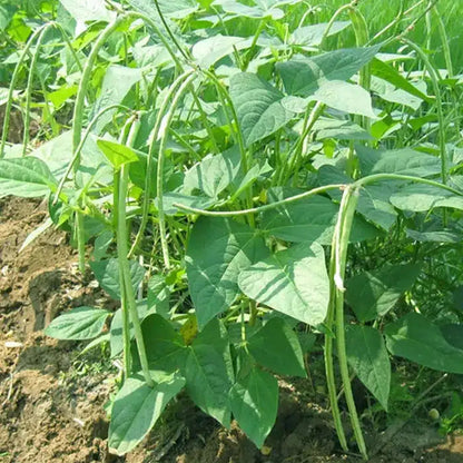 Cowpea Seeds for Planting | Lobia Lobhia Chawli Barbati Alasande Karamani Black Eyed Pea Vegetable Seed for Home Kitchen Terrace Balcony Garden SRI SAI FORESTRY
