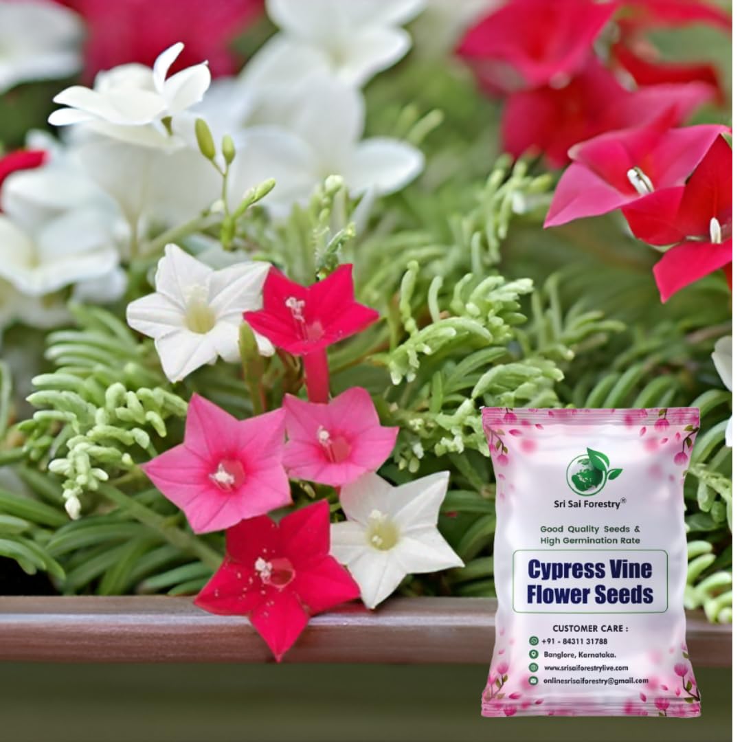 Cypress Vine Seeds Creeper Plant Seeds SRI SAI FORESTRY