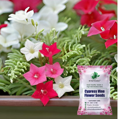 Cypress Vine Seeds Creeper Plant Seeds SRI SAI FORESTRY