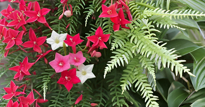 Cypress Vine Seeds Creeper Plant Seeds SRI SAI FORESTRY