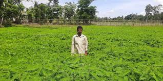 Daincha Seeds - Natural Green Manure Seed SRI SAI FORESTRY