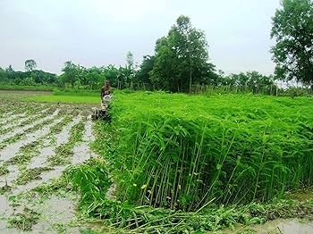 Daincha Seeds - Natural Green Manure Seed SRI SAI FORESTRY