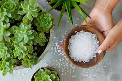 SRI SAI FORESTRY Epsom Salt for Plants, Organic Magnesium Sulfate, Enhances Growth, Flowering, Fruit Production SRI SAI FORESTRY
