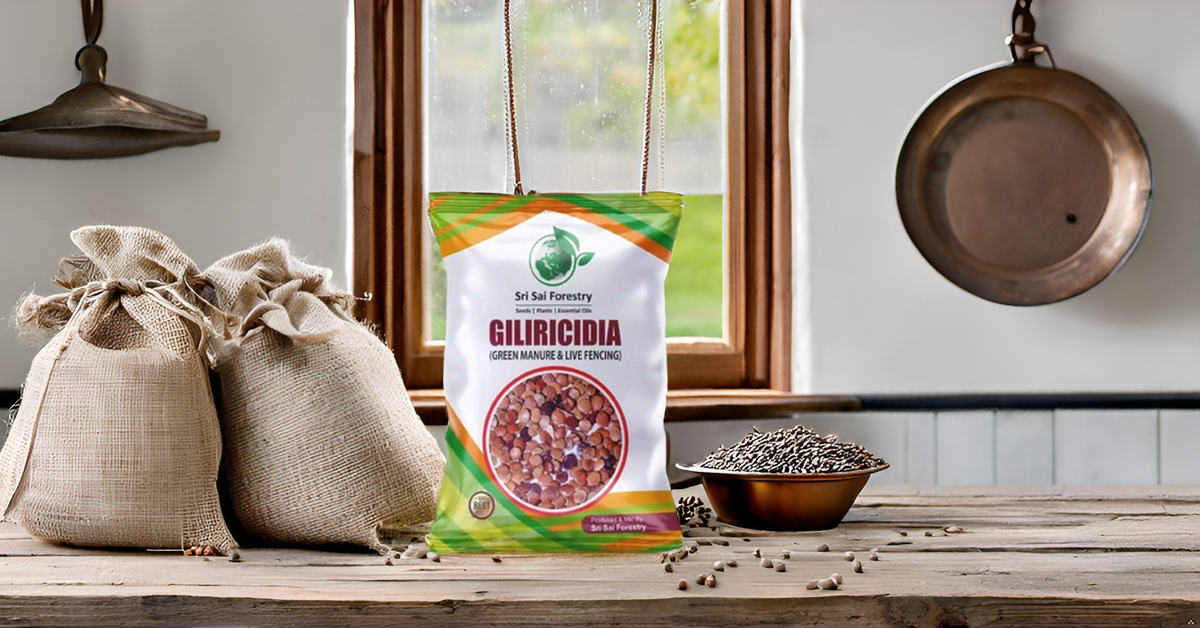 Gliricidia Sepium Seeds For Green Manure and Live Fencing SRI SAI FORESTRY