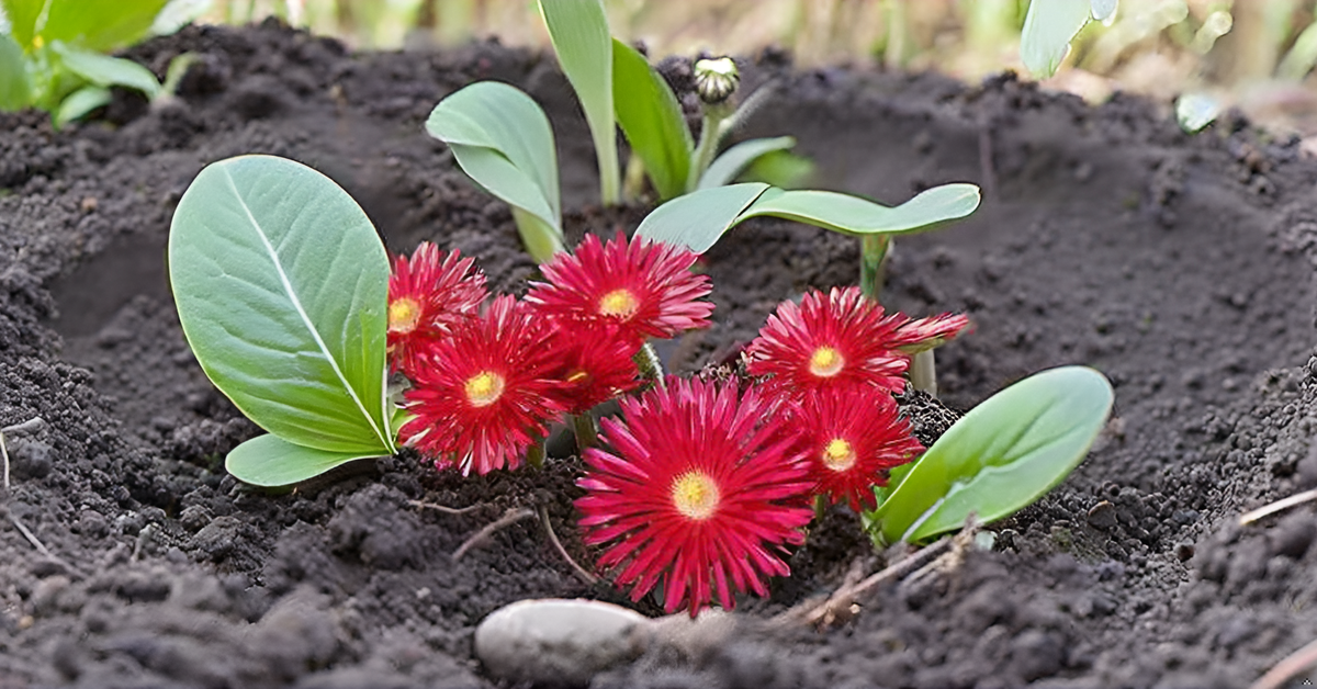 ice plant seeds perennial Ice Plant Delosperma Perennial Flower Seeds – Stunning Ground Cover fo – SRI SAI FORESTRY