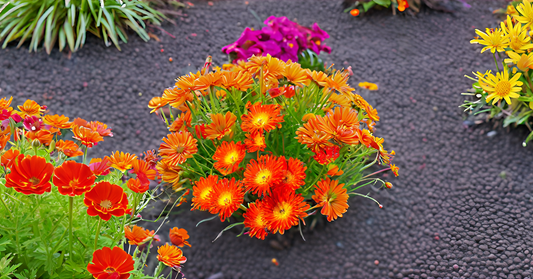 Ice Plant Delosperma Perennial Flower Seeds – Stunning Ground Cover for Your Garden, Balcony & Terrace SRI SAI FORESTRY