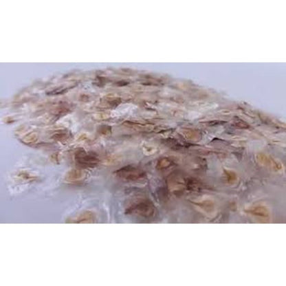 Spathodea Tulip Tree Seeds – Flame of Forest (Nandi Flame) SRI SAI FORESTRY