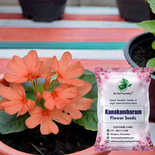 Kanakambaram Flower Seed | Crossandra Flower Seeds SRI SAI FORESTRY