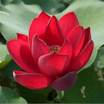 Lotus Seeds for Planting in Water SRI SAI FORESTRY