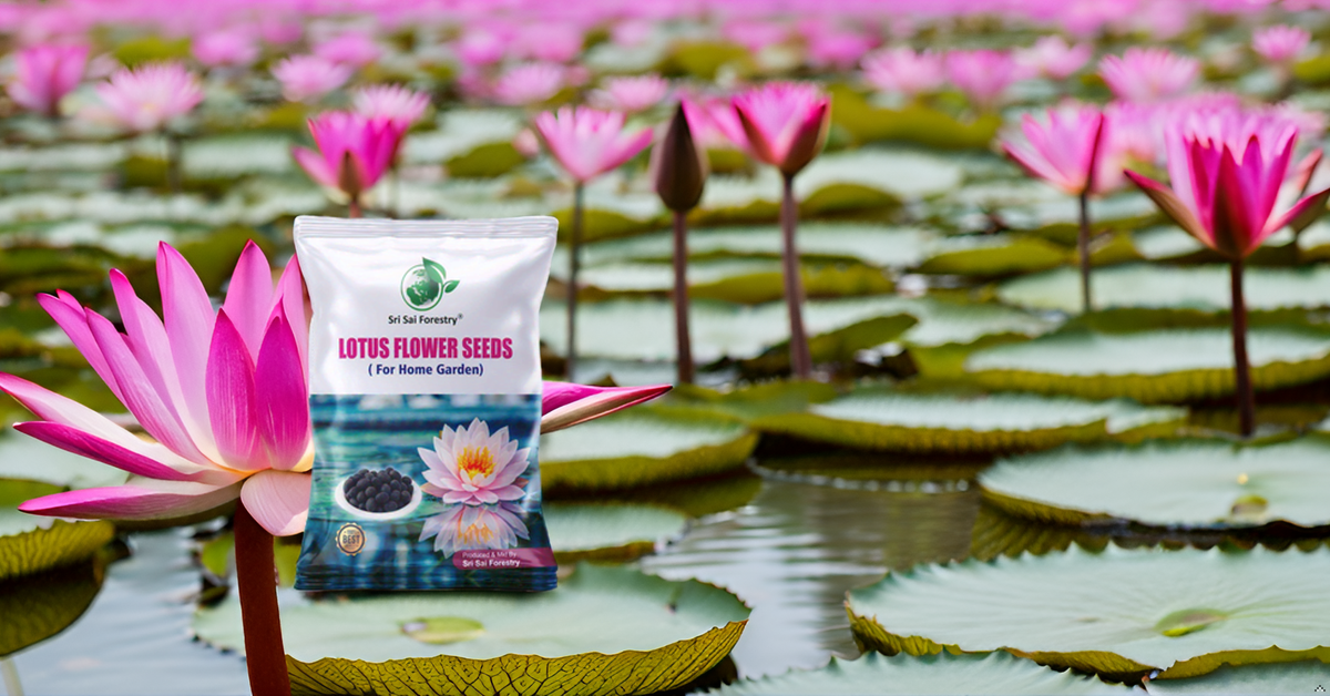 Lotus Seeds for Planting in Water | Kamal Flower Seeds | Lotus Seeds for Planting in Pond SRI SAI FORESTRY