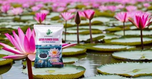 Lotus Seeds for Planting in Water | Kamal Flower Seeds | Lotus Seeds for Planting in Pond SRI SAI FORESTRY