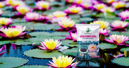 Lotus Seeds for Planting in Water SRI SAI FORESTRY
