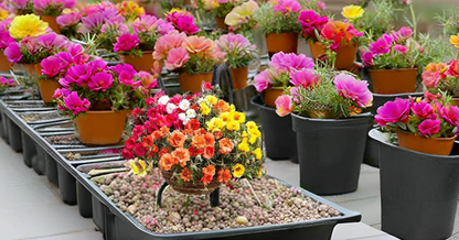 Moss Rose (Portulaca) Mix Color Flower Seeds – Drought-Tolerant Blooms for Sunny Spaces SRI SAI FORESTRY