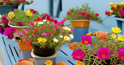 Moss Rose (Portulaca) Mix Color Flower Seeds – Drought-Tolerant Blooms for Sunny Spaces SRI SAI FORESTRY