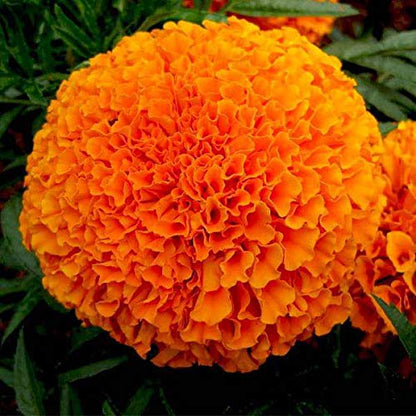 Marigold Flower Seed For Home Garden SRI SAI FORESTRY