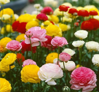 Moss Rose (Portulaca) Mix Color Flower Seeds – Drought-Tolerant Blooms for Sunny Spaces SRI SAI FORESTRY