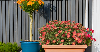 Moss Rose (Portulaca) Mix Color Flower Seeds – Drought-Tolerant Blooms for Sunny Spaces SRI SAI FORESTRY