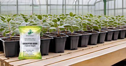 Eucalyptus Nilgiri Hybrid Tree Seeds for Planting SRI SAI FORESTRY