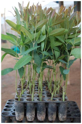 Eucalyptus Nilgiri Hybrid Tree Seeds for Planting SRI SAI FORESTRY