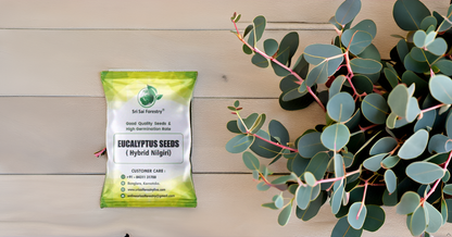Eucalyptus Nilgiri Hybrid Tree Seeds for Planting SRI SAI FORESTRY