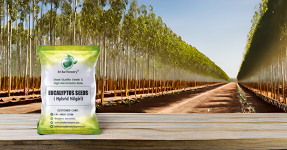 Eucalyptus Nilgiri Hybrid Tree Seeds for Planting SRI SAI FORESTRY