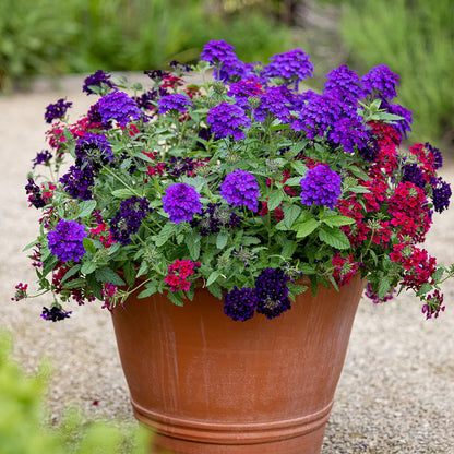 Verbena Flower Seeds – Mixed Color Ornamental Blooms for a Stunning Home Garden SRI SAI FORESTRY