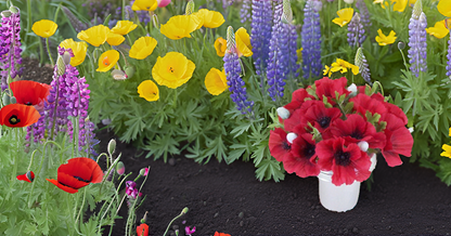 Californian Poppy Mixed Seeds – Vibrant, Colorful Blooms for Home Garden, Balcony & Terrace SRI SAI FORESTRY