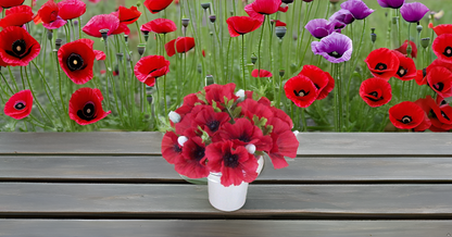 Californian Poppy Mixed Seeds – Vibrant, Colorful Blooms for Home Garden, Balcony & Terrace SRI SAI FORESTRY