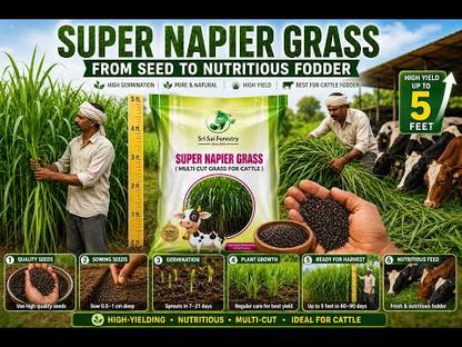 Super Napier Grass Seeds for Cattle | High Yield Hybrid Multi Cut Grass