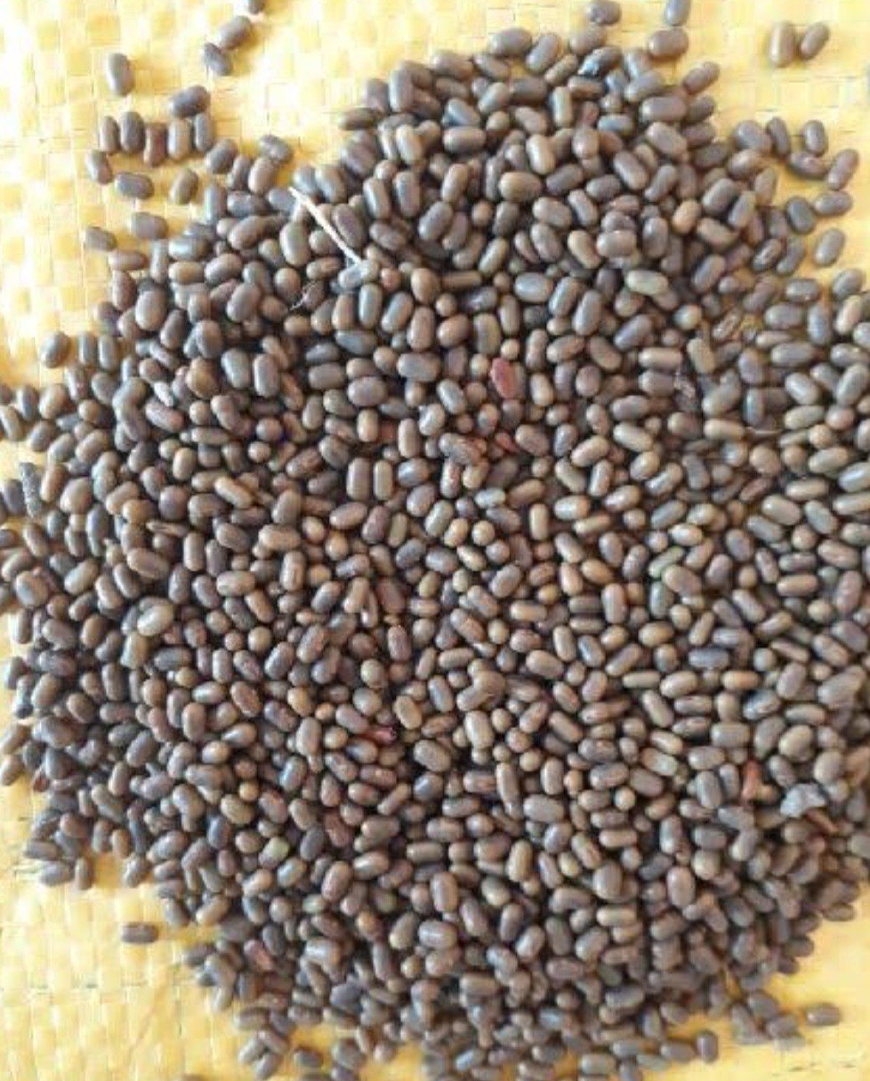 Daincha Seeds - Natural Green Manure Seed SRI SAI FORESTRY