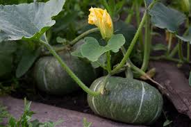 Pumpkin Seeds for Planting | Kaddu Kolu Gummadikaya Mathanga Kumblakai Vegetable Seeds | High Yield &amp; Easy Growing Seeds for Home Garden &amp; Kitchen Gardening SRI SAI FORESTRY