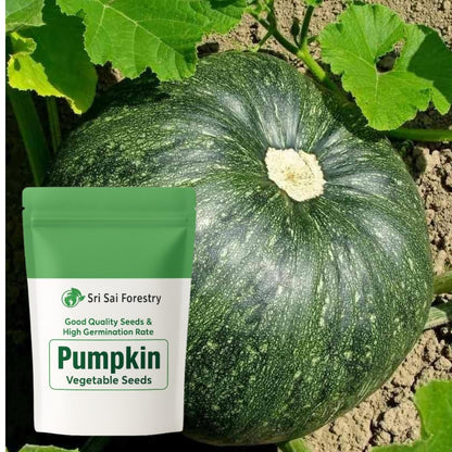Pumpkin Seeds for Planting | Kaddu Kolu Gummadikaya Mathanga Kumblakai Vegetable Seeds | High Yield &amp; Easy Growing Seeds for Home Garden &amp; Kitchen Gardening SRI SAI FORESTRY