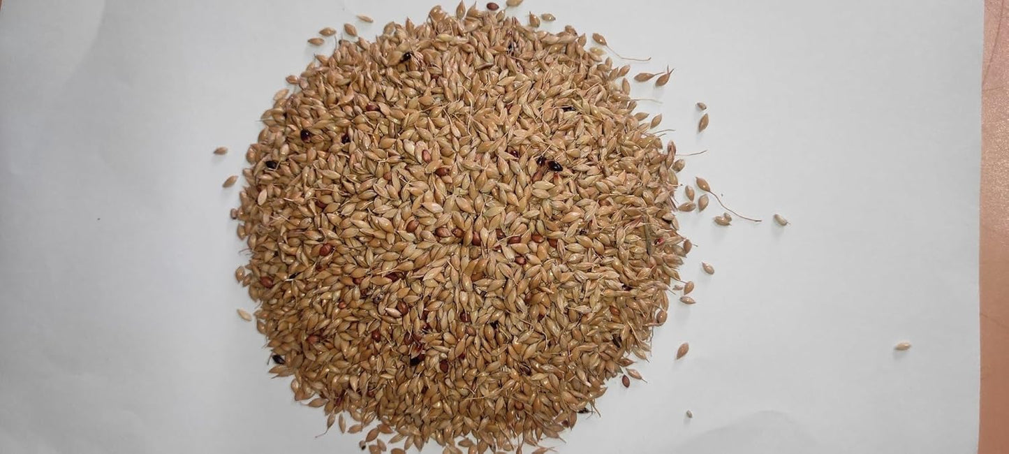 Punjabi Grass Seeds for Goat Multi Cut Grass SRI SAI FORESTRY