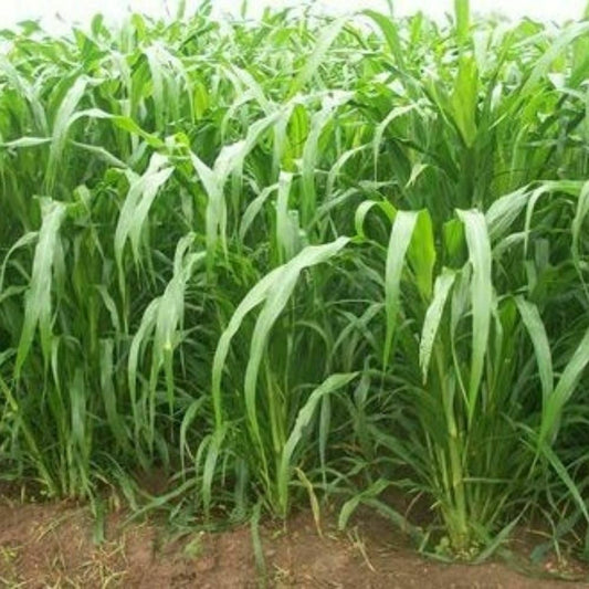 Punjabi Grass Seeds for Goat Multi Cut Grass SRI SAI FORESTRY