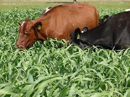 Red Napier Grass Seeds for Animal Fodder SRI SAI FORESTRY