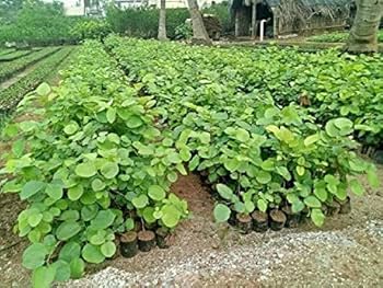 Rosewood Tree Seeds (Dalbergia, Sheesham) – Premium Quality for Agriculture and Plantation Farming SRI SAI FORESTRY