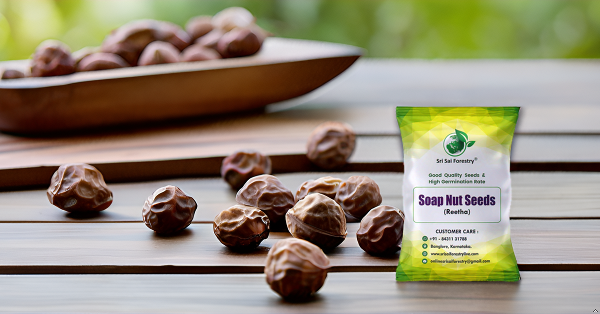 Reetha Tree Images Soap Nut Tree Seeds (Sapindus Marginatus), Indian Reetha Seed for Home ...