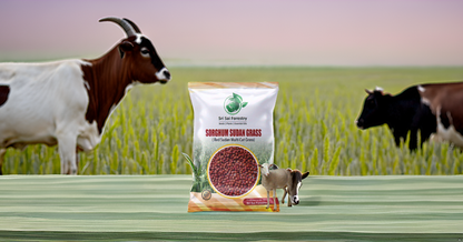 Sorgum Sudan Grass Seeds | High Yield Grass for Cattle SRI SAI FORESTRY