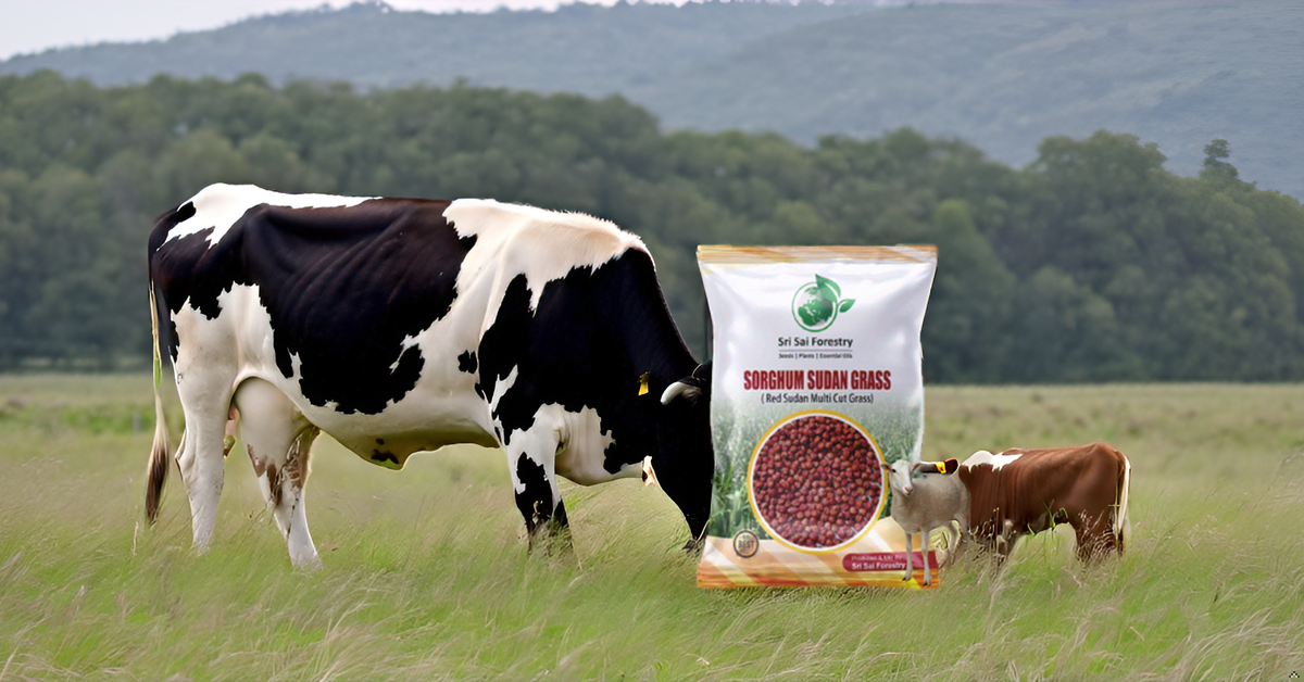 Sorgum Sudan Grass Seeds | High Yield Grass for Cattle SRI SAI FORESTRY