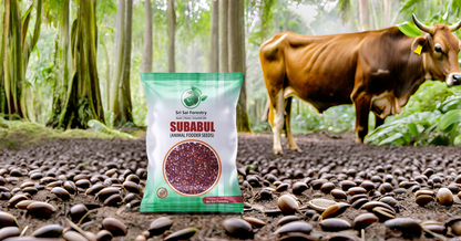 Subabul Seeds for Animal Fodder and Green Manure SRI SAI FORESTRY