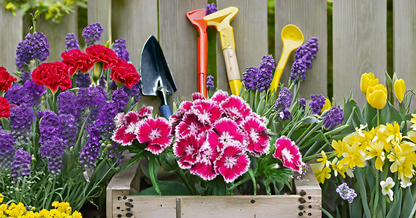 Sweet William Flower Seed Mix – Beautiful Colorful Blooms for Balcony, Terrace, & Garden SRI SAI FORESTRY
