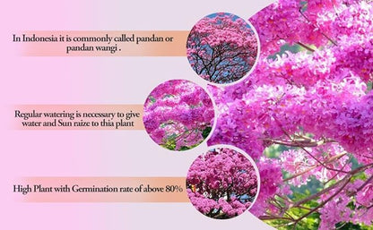 Tabebuia Rosea (Marathi Gulabi) Seeds – Pink Trumpet Tree for Stunning Blooms SRI SAI FORESTRY