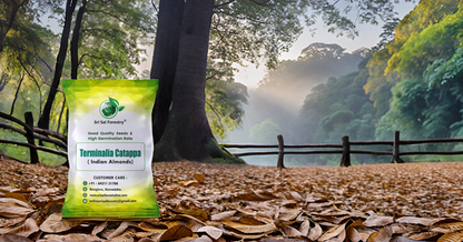 Terminalia Catappa Seeds, Indian Almond Tree Seed SRI SAI FORESTRY