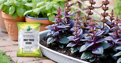 Natural  Krishna Holy Tulsi Seeds for Planting SRI SAI FORESTRY