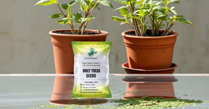 Natural  Krishna Holy Tulsi Seeds for Planting SRI SAI FORESTRY