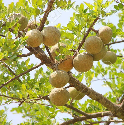 Wood Apple Tree Seeds (Bael, Aegle Marmelos) SRI SAI FORESTRY