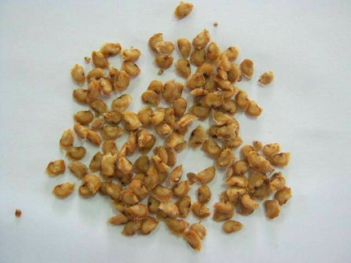 Wood Apple Tree Seeds (Bael, Aegle Marmelos) SRI SAI FORESTRY