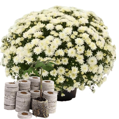 White Chrysanthemum (Sevanti, Shevanti) Mixed Flower Seeds Pack + Coco Coir (2 Disc) Ideal for Seed Germination for Home Garden SRI SAI FORESTRY