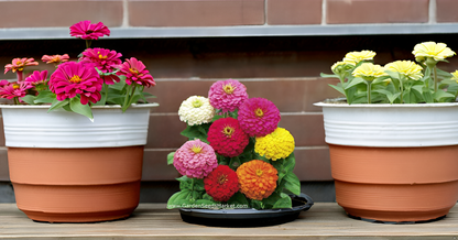 Zinnia Mixed Hybrid Seeds – Vibrant, Long-Lasting Blooms for Garden, Balcony & Containers SRI SAI FORESTRY