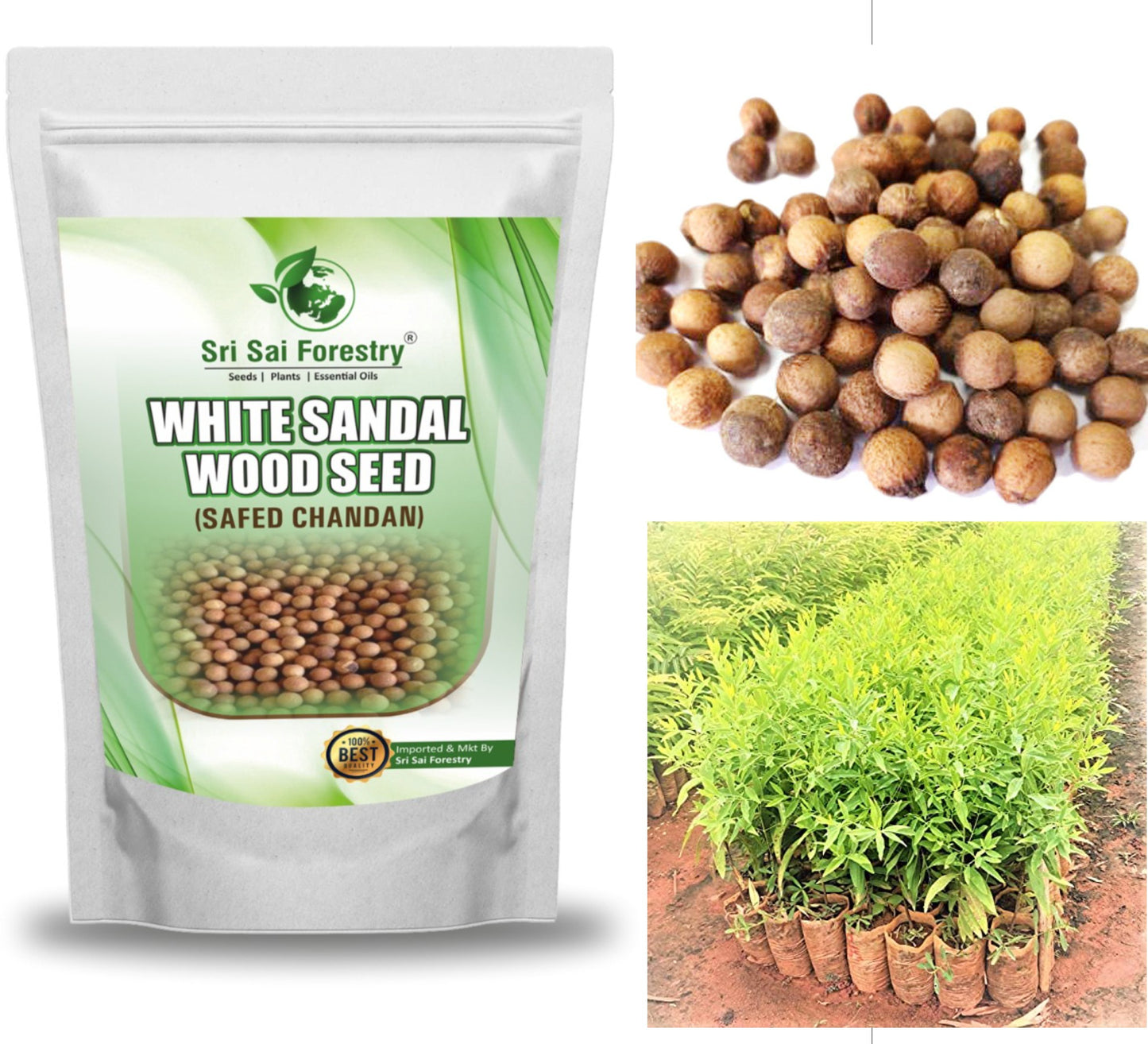 White Sandalwood Seeds for Planting, Safed Chandan Tree Seeds